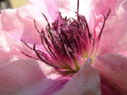 pinkflowerlike.jpg
