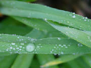 raindropsongrassbladecloseup.jpg